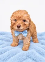 Jerry , a male Poodle - Toy  for sale in Palm Bay, FL – 3 of 4