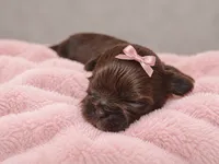 Rosemary, a  Shih Tzu for sale in Palm Bay, FL – 2 of 2
