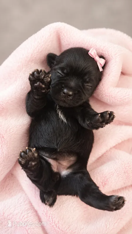Nala – Yorkshire Terrier puppy on hold in Palm Bay, FL