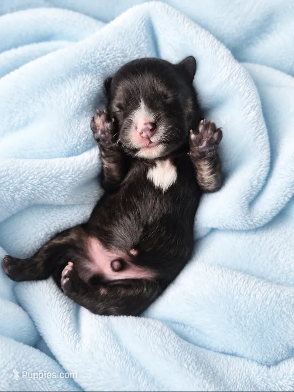 Ezekiel – Shih Tzu puppy for sale in Palm Bay, FL