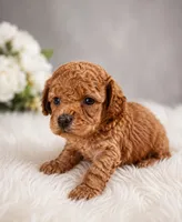 Woody, a male Poodle - Toy  for sale in Palm Bay, FL – 1 of 3