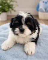 Milo, a male Shih Tzu for sale in Palm Bay, FL – 2 of 3