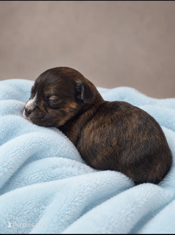 Ezekiel – Shih Tzu puppy for sale in Palm Bay, FL