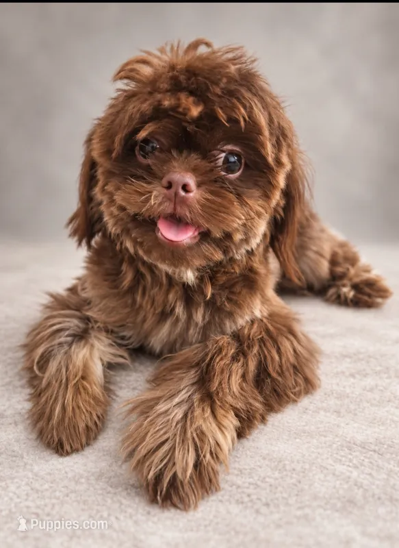 Brownie – Shih Tzu puppy for sale in Palm Bay, FL