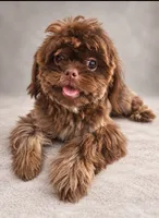 Brownie, a male Shih Tzu for sale in Palm Bay, FL – 1 of 2