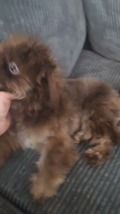 Brownie, a male Shih Tzu for sale in Palm Bay, FL – 2 of 2