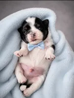 Milo, a male Shih Tzu for sale in Palm Bay, FL – 2 of 2