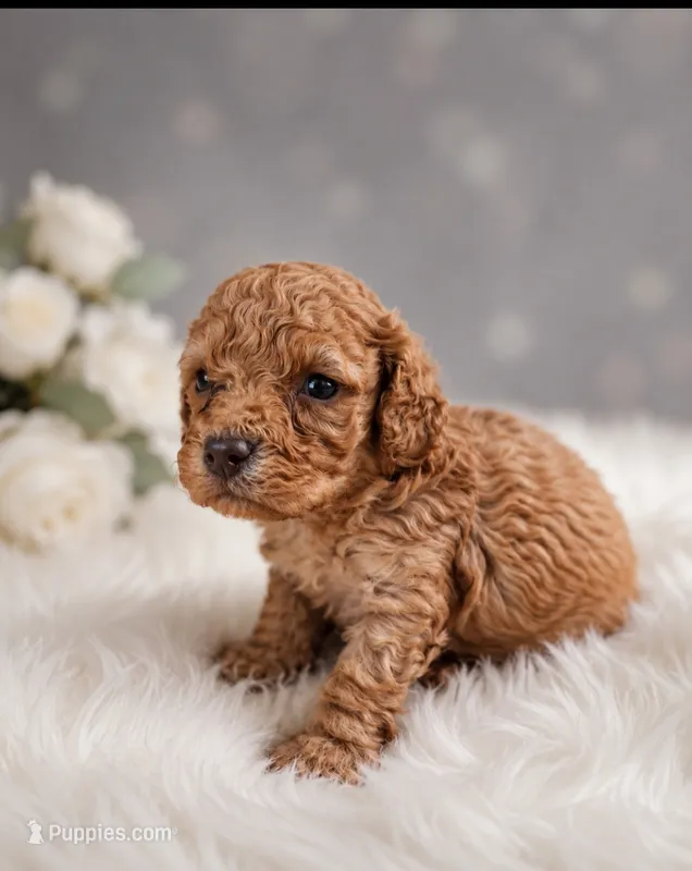 Jerry  – Poodle - Toy  puppy for sale in Palm Bay, FL