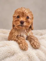 Jerry , a male Poodle - Toy  for sale in Palm Bay, FL – 2 of 4