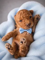 Jerry , a male Poodle - Toy  for sale in Palm Bay, FL – 3 of 3