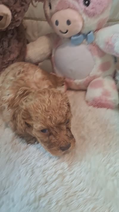 Jerry , a male Poodle - Toy  for sale in Palm Bay, FL – 4 of 4
