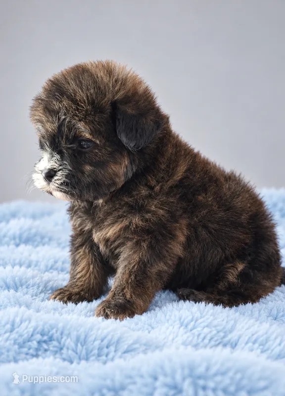 Ezekiel – Shih Tzu puppy for sale in Palm Bay, FL