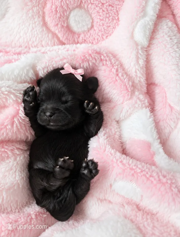 Luna  – Shih Tzu puppy for sale in Palm Bay, FL