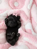 Luna , a female Shih Tzu for sale in Palm Bay, FL – 1 of 1