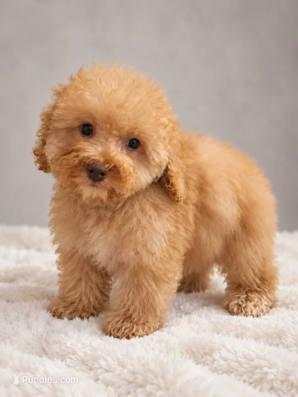 Jerry  – Poodle - Toy  puppy for sale in Palm Bay, FL