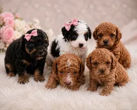 Teddy, a male Poodle - Toy  for sale in Palm Bay, FL – 2 of 2