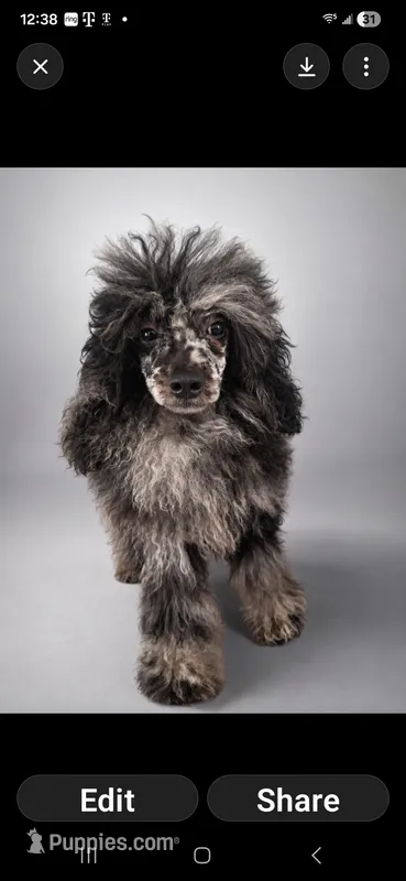 Rocking – Poodle - Toy  puppy for sale in Palm Bay, FL