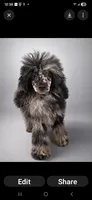 Rocking, a male Poodle - Toy  for sale in Palm Bay, FL – 1 of 2