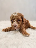 Teddy, a male Poodle - Toy  for sale in Palm Bay, FL – 1 of 4