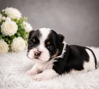 Milo, a male Shih Tzu for sale in Palm Bay, FL – 1 of 2