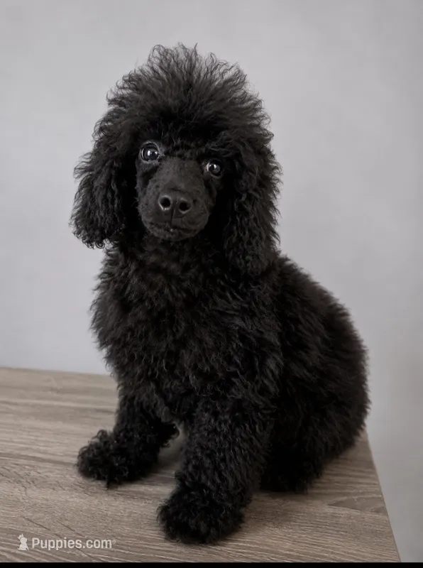 Onyx  – Poodle - Toy  puppy for sale in Palm Bay, FL