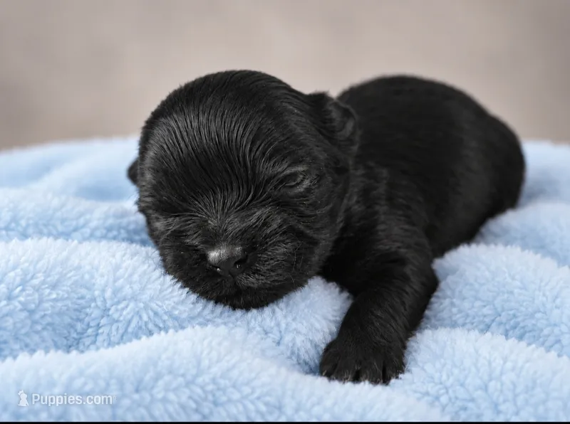 Onyx  – Shih Tzu puppy for sale in Palm Bay, FL