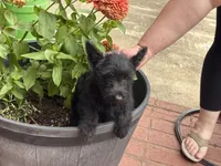 Bonnie, a female Scottish Terrier for sale in Jonesboro, AR – 2 of 4