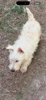 Claymore, a male Scottish Terrier for sale in Jonesboro, AR – Photo 2 of 4