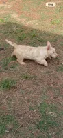 Claymore, a male Scottish Terrier for sale in Jonesboro, AR – Photo 4 of 4