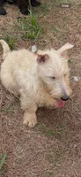 Claymore, a male Scottish Terrier for sale in Jonesboro, AR – Photo 3 of 4