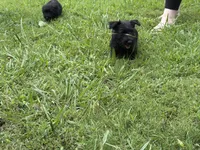 Clyde, a male Scottish Terrier for sale in Jonesboro, AR – 2 of 4