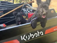 Bonnie, a female Scottish Terrier for sale in Jonesboro, AR – 7 of 8