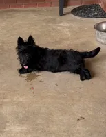 Bonnie, a female Scottish Terrier for sale in Jonesboro, AR – 6 of 8