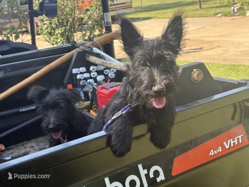 Maddie – Scottish Terrier puppy for sale in Jonesboro, AR