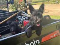 Maddie, a female Scottish Terrier for sale in Jonesboro, AR – 1 of 3