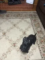 Bonnie, a female Scottish Terrier for sale in Jonesboro, AR – 5 of 8