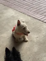Molly, a female Scottish Terrier for sale in Jonesboro, AR – Photo 5 of 6