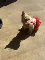 Molly, a female Scottish Terrier for sale in Jonesboro, AR – Photo 4 of 6