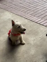 Molly, a female Scottish Terrier for sale in Jonesboro, AR – Photo 6 of 6