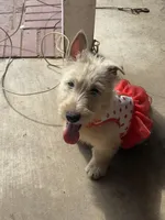 Molly, a female Scottish Terrier for sale in Jonesboro, AR – Photo 2 of 6