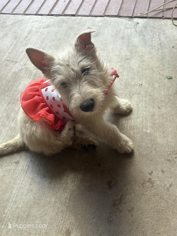 Molly – Scottish Terrier puppy for sale in Jonesboro, AR