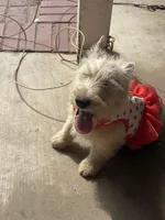 Molly, a female Scottish Terrier for sale in Jonesboro, AR – Photo 3 of 6