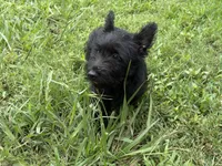 Maddie, a female Scottish Terrier for sale in Jonesboro, AR – 3 of 3