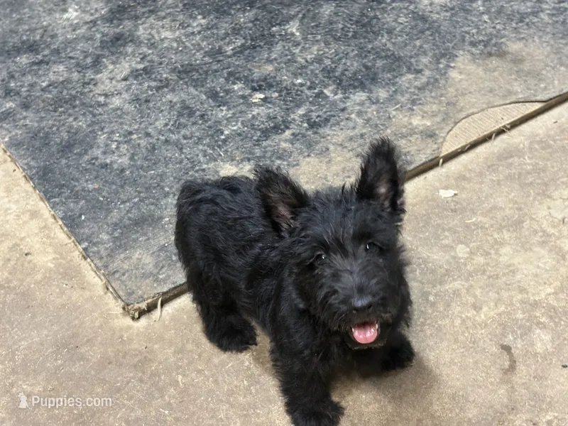 Bonnie – Scottish Terrier puppy for sale in Jonesboro, AR
