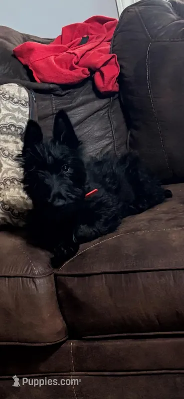 Hamash – Scottish Terrier puppy for sale in Jonesboro, AR