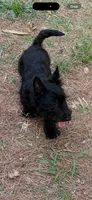 Angus, a  Scottish Terrier for sale in Jonesboro, AR – 6 of 6