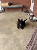 Angus, a  Scottish Terrier for sale in Jonesboro, AR – 3 of 6