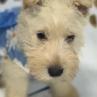 Molly, a female Scottish Terrier for sale in Jonesboro, AR – Photo 2 of 3