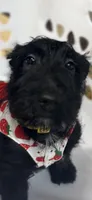  Molly, a female Scottish Terrier for sale in Jonesboro, AR – Photo 3 of 3