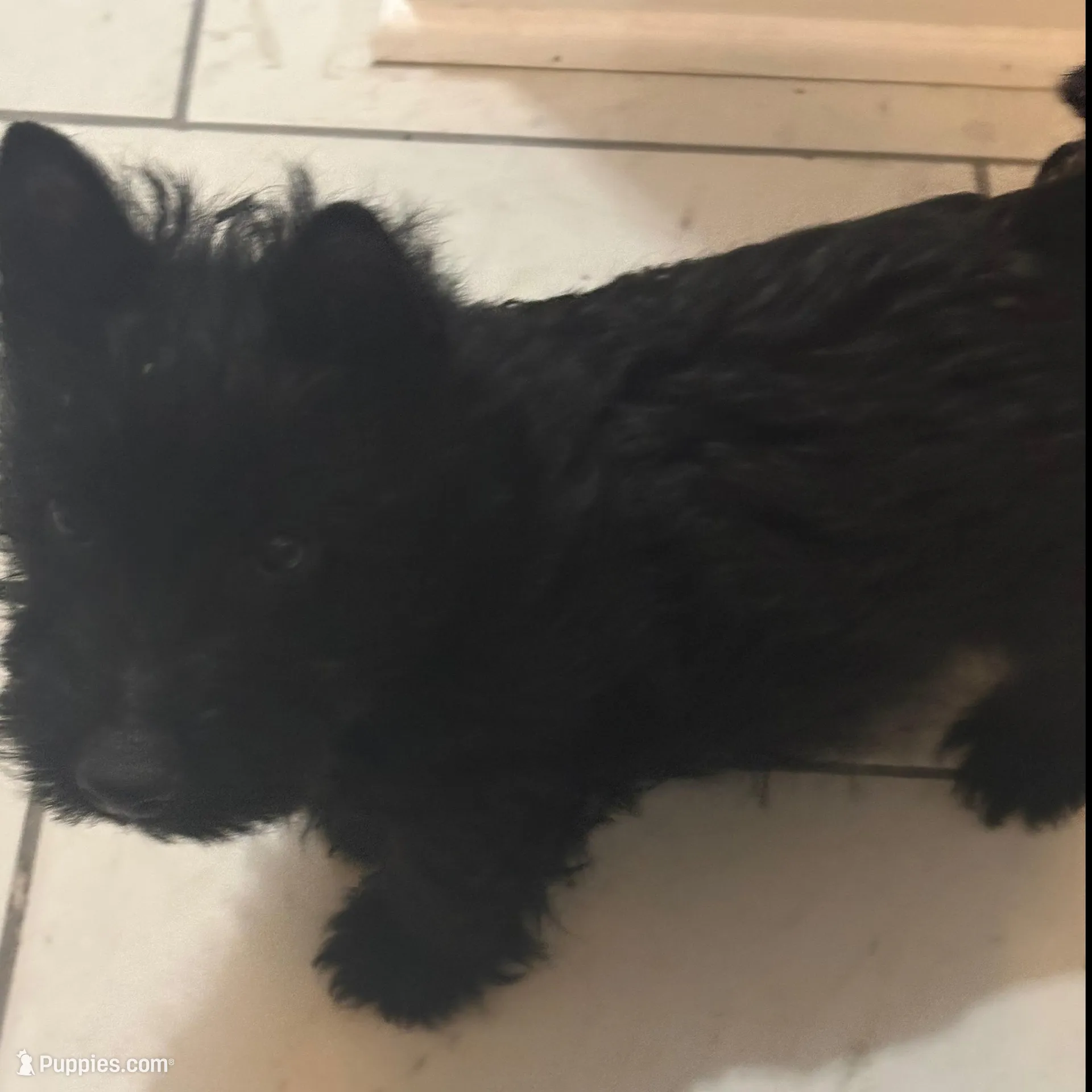 Molly, a female Scottish Terrier for sale in Jonesboro, AR – Photo 3 of 3